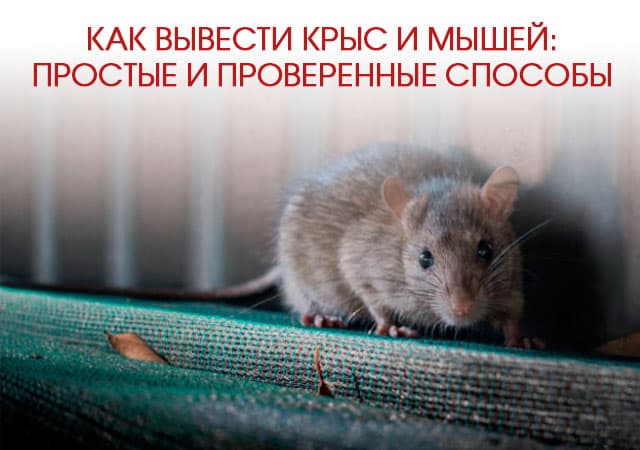 Как вывести крыс и мышей в Котельниках: простые и проверенные способы