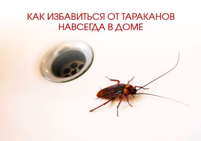 Как избавиться от тараканов в доме в Котельниках