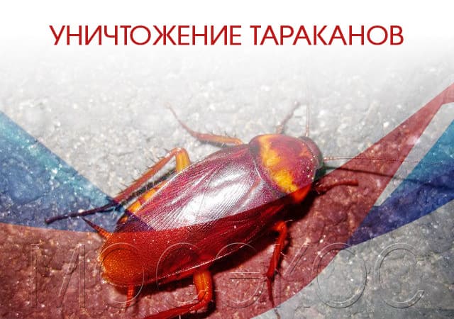 Уничтожение тараканов в Котельниках