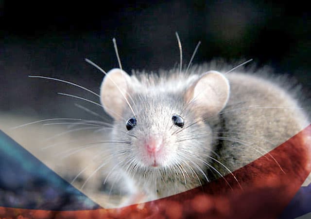 Уничтожение мышей в Котельниках